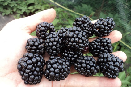 Proprietăți utile de BlackBerry și contraindicații - trebuie să știe (de ajutor) Proprietăți utile și contraindicații Blackberry - trebuie să știți
