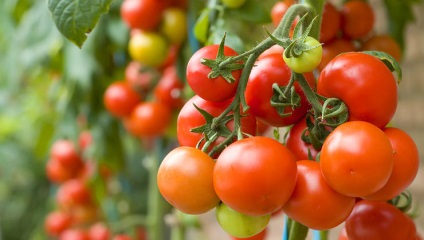 Tomatele fără irigație (Kizima) (udare) Tomatele fara udare (Kizima)