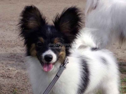 Papillon rasa de câine fotografie, preț și caracteristici - Faună (Dog Papillon) Papillon rasa de câine fotografie, preț și caracteristici - faunei sălbatice