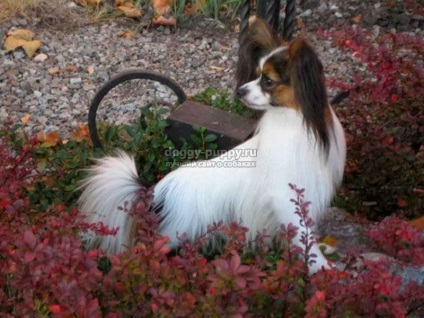 Papillon rasa de câine fotografie, preț și caracteristici - fauna (roca) Papillon rasa de câine fotografie, preț și caracteristici - faunei sălbatice
