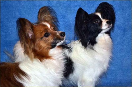 Papillon rasa de câine fotografie, preț și caracteristici - fauna (Papillon câine fluture) Papillon rasa de câine fotografie, preț și caracteristici - faunei sălbatice
