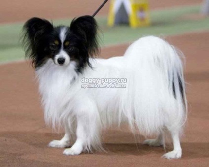 Papillon rasa de câine fotografie, preț și caracteristici - fauna (foto) Papillon rasa de câine fotografie, preț și caracteristici - faunei sălbatice