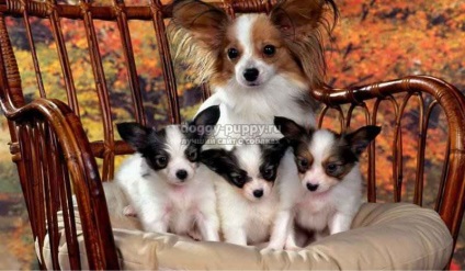 Papillon rasa de câine fotografie, preț și caracteristici - fauna (câini) Papillon rasa de câine fotografie, preț și caracteristici - faunei sălbatice