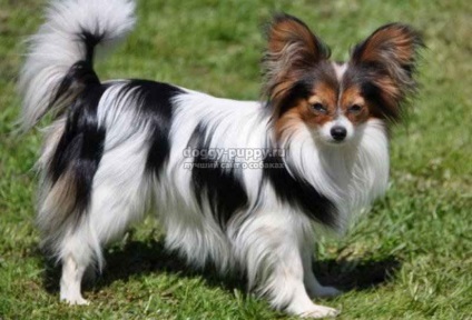 Papillon rasa de câine fotografie, preț și caracteristici - fauna (Papillon) Papillon rasa de câine fotografie, preț și caracteristici - faunei sălbatice