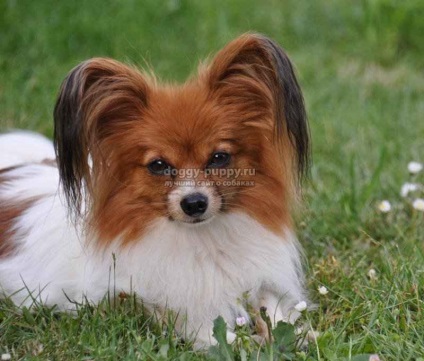 Papillon rasa de câine fotografie, preț și caracteristici - faună (preț Papillon) Papillon rasa de câine fotografie, preț și caracteristici - faunei sălbatice