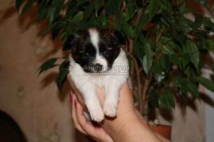 Papillon rasa de câine fotografie, preț și caracteristici - fauna (roca) Papillon rasa de câine fotografie, preț și caracteristici - faunei sălbatice