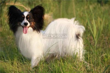 Papillon rasa de câine fotografie, preț și caracteristici - faună (preț Papillon) Papillon rasa de câine fotografie, preț și caracteristici - faunei sălbatice