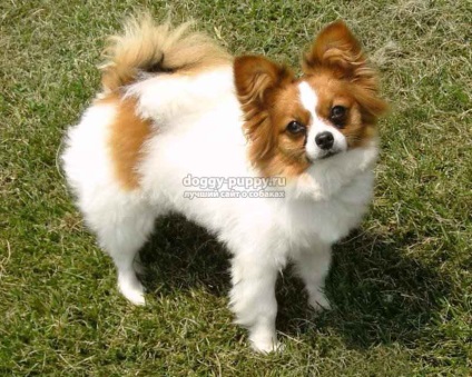 Papillon rasa de câine fotografie, preț și caracteristici - fauna (câini) Papillon rasa de câine fotografie, preț și caracteristici - faunei sălbatice