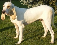 Porsel (china copoi) (Hound Dog porțelan) Porsel (beagle porțelan)