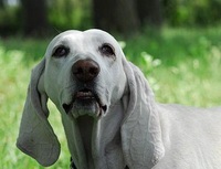 Porsel (porțelan beagle) (porțelan) Porsel (beagle porțelan)