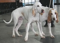 Porsel (china Hound) (Porsel câine) Porsel (beagle porțelan)