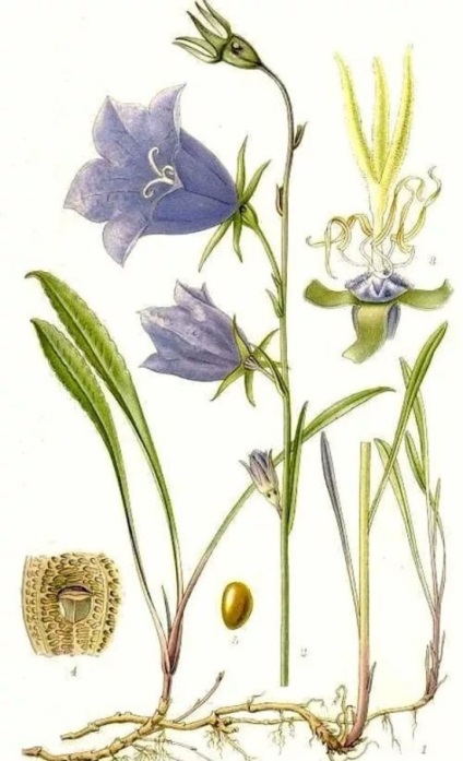 Plantarea semințelor de plantare de grădină clopot și tehnologie în creștere (plantare) Plantarea semințelor de cultură grădină clopot, tehnologia de cultivare