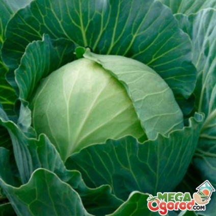 Termeni varza cultivarea Parel de la plantare la îngrijire (creștere) Termeni varza cultivarea Parel de la plantare la îngrijire