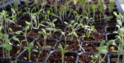 răsadurilor corespunzătoare plantare conopidă, secretele camionagii condimentată (plantare) răsadurilor corespunzătoare plantare conopidă, secretele camionagii condimentate
