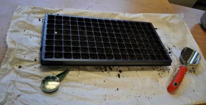răsadurilor corespunzătoare plantare conopidă, secretele camionagii condimentate (varză) răsadurilor corespunzătoare plantare conopidă, secretele camionagii condimentate