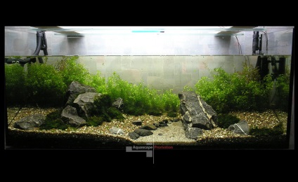 acvariu natural cu propriile lor mâini (Aquarium) acvariu natural cu propriile lor mâini
