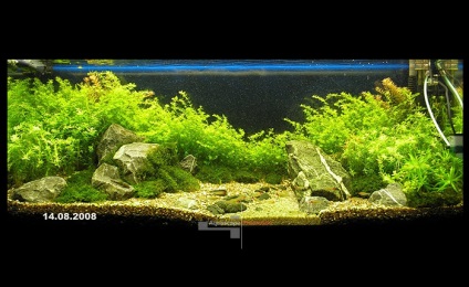 acvariu natural cu propriile lor mâini (Aquarium) acvariu natural cu propriile lor mâini
