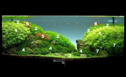 acvariu natural cu propriile lor mâini (naturale) acvariu natural cu propriile lor mâini