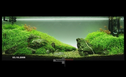 acvariu natural cu propriile lor mâini (start acvariu natural) acvariu natural cu propriile lor mâini