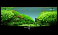 acvariu natural cu propriile lor mâini (start acvariu natural) acvariu natural cu propriile lor mâini