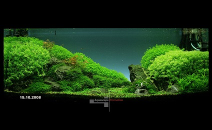 acvariu natural cu propriile lor mâini (Aquarium) acvariu natural cu propriile lor mâini