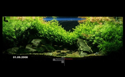 acvariu natural cu propriile lor mâini (Aquarium) acvariu natural cu propriile lor mâini