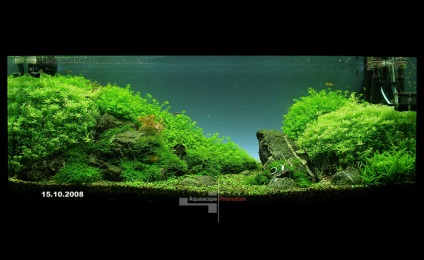 acvariu natural cu propriile lor mâini (naturale) acvariu natural cu propriile lor mâini