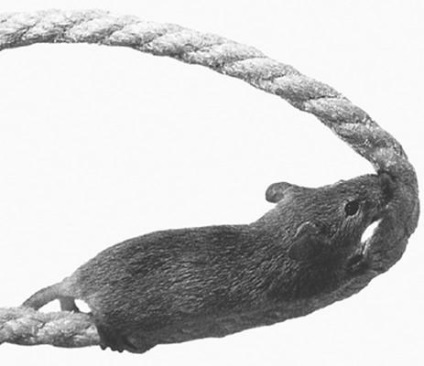 Îmblânzire și de formare (eliberarea plimbare mouse-ul) Îmblânzirea și formare