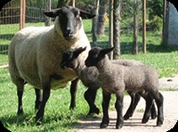 Vânzare de animale () Vânzare de animale