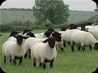 Vânzare de animale () Vânzare de animale