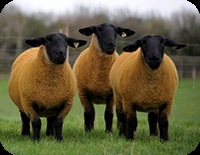 Vânzare de animale () Vânzare de animale