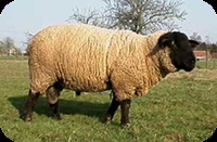 Vânzare de animale () Vânzare de animale