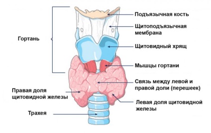 Puncția efecte ale tiroidei - - portalul medical (glandă) Puncția efecte ale tiroidei - - portalul medical