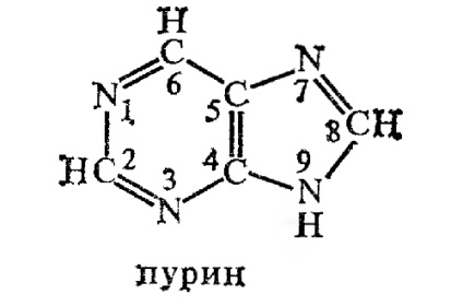 Bazele purinice (baza) bazele purinice