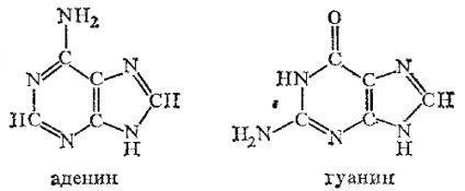 Bazele purinice (purine) bazele purinice