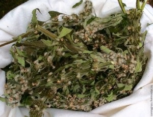 Motherwort (iarba cardiace) - pregătirea, compoziția, utilizarea, rețete (rețete Motherwort plante medicinale Motherwort Leonurus gol) Motherwort (iarbă cardiacă) - preparare, compoziția, utilizarea, rețete