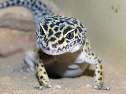 Am găsit eublefap leopard - fotografii, descriere, comentarii conținut (descriere) Am găsit eublefap leopard - fotografii, descriere, conținut, comentarii
