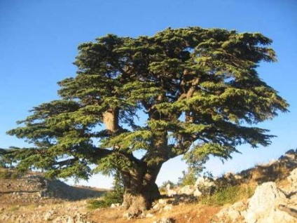 O poveste despre Cedar (Cedar) O poveste despre Cedar