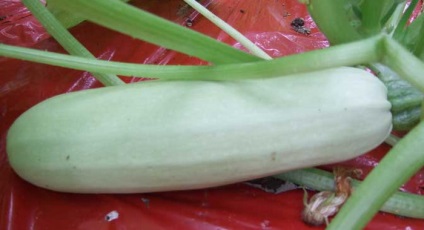 soiuri de plante dovlecel din fotografie, caracteristici, compoziția chimică, dovlecei și proprietăți benefice (fotografii) soiuri de plante dovlecel din fotografie, caracteristici, compoziția chimică, dovlecei și proprietăți utile