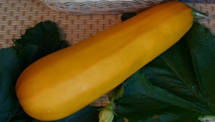 soiuri de plante dovlecel din fotografie, caracteristici, compoziția chimică, dovlecei și proprietăți utile (dovlecel) soiuri de plante dovlecel din fotografie, caracteristici, compoziția chimică, dovlecei și proprietăți utile