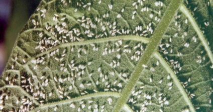 soiuri de plante dovlecel din fotografie, caracteristici, compoziția chimică, dovlecei și proprietăți utile (dovlecel) soiuri de plante dovlecel din fotografie, caracteristici, compoziția chimică, dovlecei și proprietăți utile