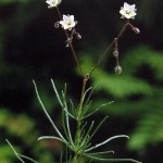 Plante de sol acid, sfaturi gradinar (cum ar fi solul acid) Plante de sol, sfaturi grădinar acide