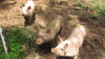 Măcelării porci la domiciliu (de tăiere) Butchering un porc la domiciliu