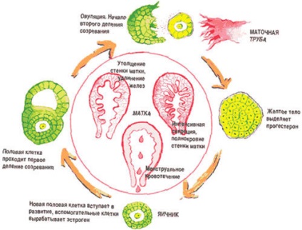 Ruperea un chist ovarian simptome si tratament, ce să facă și consecințele pentru femei (ovar) Ruperea un chist ovarian simptome si tratament, ce să facă și consecințele pentru femei