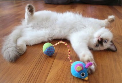 Ragdoll - carpa pisica papusa, pisici si pisoi - nu soareci! (Doll) Ragdoll - carpa pisica papusa, pisici si pisoi - nu soareci!
