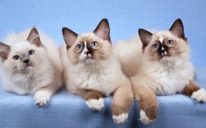 Ragdoll - carpa pisica papusa, pisici si pisoi - nu soareci! (Pisici) Ragdoll - carpa pisica papusa, pisici si pisoi - nu soareci!