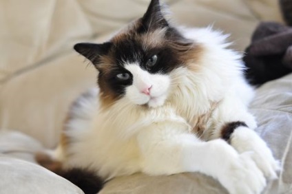 Ragdoll - carpa pisica papusa, pisici si pisoi - nu soareci! (Pisici) Ragdoll - carpa pisica papusa, pisici si pisoi - nu soareci!