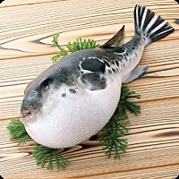 Puffer pește - caracteristici frumos și avantaje, și contraindicații daune (daune) Puffer pește - proprietăți utile și beneficii, daune și contraindicații