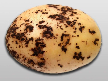 Potato Rhizoctonia (mătreață negru de cartofi) tăciunele tecii de cartofi