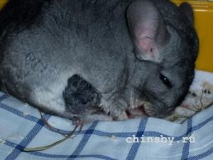 Nașterile de chinchilla (sinsila) Nașterile de chinchilla